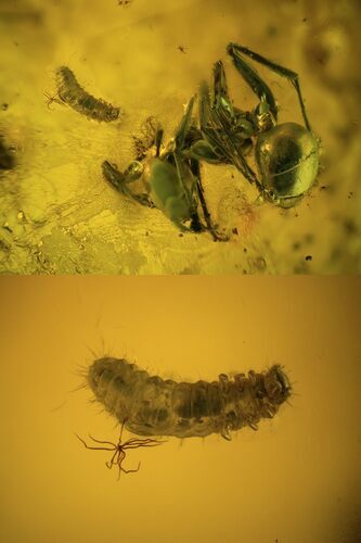 Fossil Larva & Ant (Formicidae) In Baltic Amber #93902